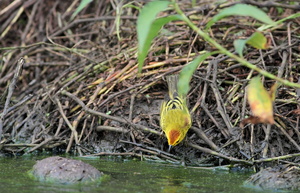 Yellow Warbler, Isla Santa Cruz -- <b>Yellow Warbler</b> drikker fra et af de vandhuller som kæmpelandskildpadderne (Galápagos Giant Tortoise) ynder at bade i på <i>Finca Primicias</i>, et af de privatejede besøgssteder udenfor nationalparken, i højlandet på den beboede ø Santa Cruz.
