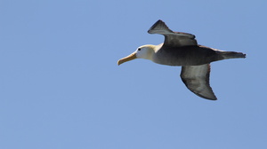 Waved Albatross, Isla Española