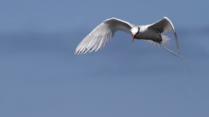 Red-billed Tropicbird, Isla Española