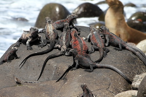 Marine Iguana & Galápagos Sea Lion, Isla Española -- Billedet rummer også en <b>Small Ground-Finch</b>/<b>Lille Darwinfinke</b> (som dog ikke fylder meget)...