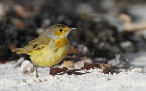 Yellow Warbler, Isla Española