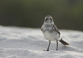 Española Mockingbird, Isla Española