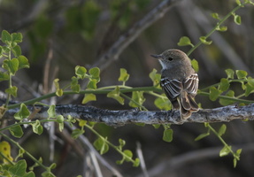 Galápagos Flycatcher, Isla Española
