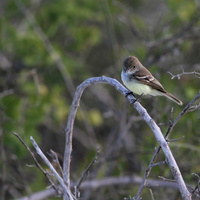 Galápagos Flycatcher, Isla Española