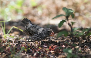 Medium Ground-Finch, Isla San Cristobal