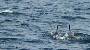 Bottle-nosed Dolphin, San Cristobal waters