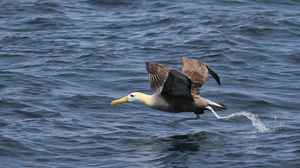 Waved Albatross, San Cristobal waters
