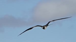 Magnificent Frigatebird, Seymour Norte