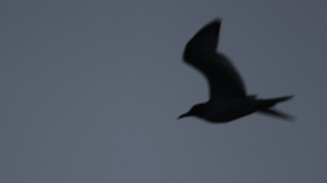 Swallow-tailed Gull, Santiago waters -- <b>Svallow-tailed Gull</b>/<b>Svalehalemåge</b> fouragerer om natten, og når man sejler mellem Galápagosøerne ved nattetid, oplever man ofte at mågerne følges med skibet.
