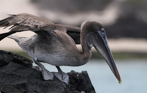 Brown Pelican, Isla Bartolomé