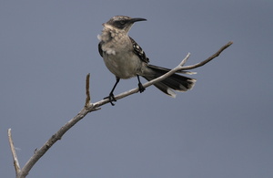 Genovesa Mockingbird, Isla Genovesa -- Normalt betragtet som en isoleret form af <b>Galápagos Mockingbird</b>/<b>Galápagos Spottedrossel</b>, men nyere forskning tyder på, at spottedroslerne på øen Genovesa er en endemisk selvstændig art, <b>Genovesa Mockingbird</b>.