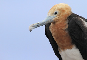 Great Frigatebird, Isla Genovesa