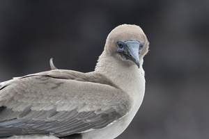 Red-footed Booby, Isla Genovesa