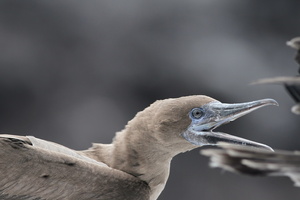 Red-footed Booby, Isla Genovesa
