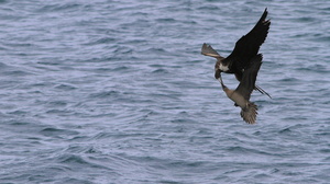 Red-footed Booby  & Great Frigatebird, Isla Genovesa