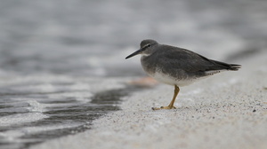 Wandering Tattler, Isla Genovesa