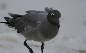 Lava Gull, Isla Genovesa