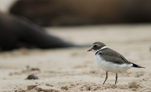 Semipalmated Plover, Isla Santa Fe
