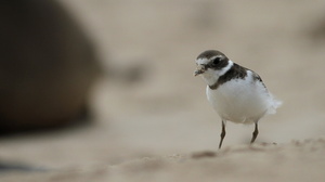 Semipalmated Plover, Isla Santa Fe