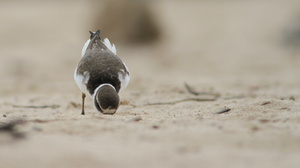 Semipalmated Plover, Isla Santa Fe