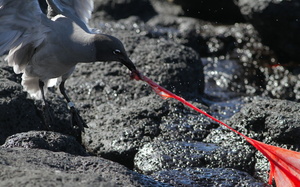 Lava Gull, Plaza Sur -- En søløveunge var netop blevet født, og adskillige fugle og dyr blandede sig i kampen om at fortære efterbyrden.