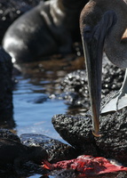 Brown Pelican & Galápagos Sea Lion, Plaza Sur -- En søløveunge (ses i baggrunden af billedet) var netop blevet født, og adskillige fugle og dyr blandede sig i kampen om at fortære efterbyrden.