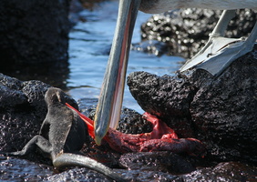 Marine Iguana & Brown Pelican, Plaza Sur -- En søløveunge var netop blevet født, og adskillige fugle og dyr blandede sig i kampen om at fortære efterbyrden.