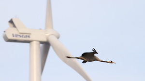 Trane, Østerild Klitplantage -- En <b>Trane</b> flyver forbi en af vindmøllerne i testcentret i Østerild Klitplantage.