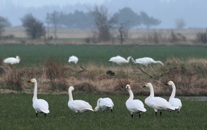 Pibesvaner -- Pibesvaner græsser ved Blovsgårde, vindmølletestcentret i Østerild Klitplantage.