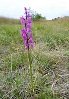 Mosegøgeurt -- Sverige er god til at passe på naturen, og et besøg i Sydsverige ved månedsskiftet juni-juli giver mulighed for at finde mange fine orkideer i blomst. Her er det en <b>Mosegøgeurt</b> fra det fine lille botaniske reservat Sävvät på sydvestkysten af Gotland.