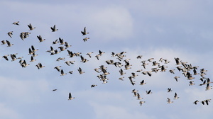Kortnæbbede Gæs og Bramgæs -- En flyvende flok <b>Kortnæbbede Gæs</b> og <b>Bramgæs</b> fra Årup i Thy, en af de to arters faste forårsrastepladser de senere år.