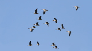 Kortnæbbede Gæs -- En flok <b>Kortnæbbede Gæs</b> flyvende over Limfjorden ved Sønderkær, Aggersund.