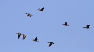 Kortnæbbede Gæs -- En flok <b>Kortnæbbede Gæs</b> flyvende over Limfjorden ved Sønderkær, Aggersund.