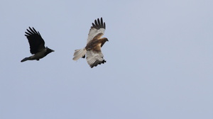 Gråkrage og Rørhøg -- En <b>Gråkrage</b> mobber en <b>Rørhøg</b>, Thorup Fjordholme øst for Vejlerne.