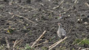 Agerhøne -- <b>Agerhøne</b> i majs-stubmark, Barmer Enge ved Nibe Bredning.