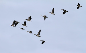 Bramgæs -- <b>Bramgæs</b> over Stavn Enge ved Nibe Bredning.