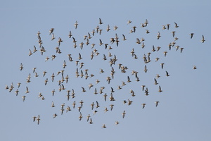 Almindelig Ryle -- <b>Almindelige Ryler</b> øver formationsflyvning over Perlen, Ulvedybet.