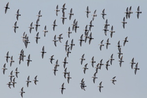 Almindelig Ryle -- <b>Almindelige Ryler</b> øver formationsflyvning over Perlen, Ulvedybet.