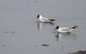 Hættemåger -- <b>Hættemåger</b> fouragerer på lavt vand, Pytodde-lagunen ved Bygholmdæmningen.