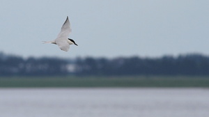 Sandterne -- Efter at Filsø er blevet naturgenoprettet, har en af Danmarks sjældneste ynglefugle, <b>Sandterne</b>, i 2013 og 2014 ynglet på en af de kunstigt anlagte øer.