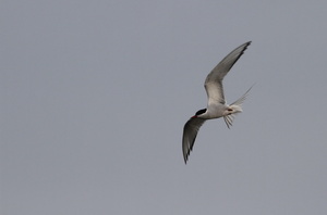 Havterne -- Fouragerende <b>Havterne</b> over Pytodde-lagunen ved Bygholmdæmningen.