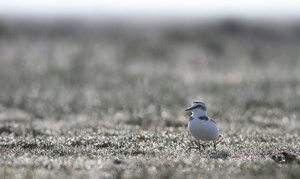 Hvidbrystet Præstekrave -- <b>Hvidbrystet Præstekrave</b> yngler i Danmark i nutiden kun i Vadehavet. Denne ynglefugl er fra strandengen Grønningen på nordspidsen af Fanø.