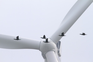 Skarver -- En flok <b>Skarver</b> trækker forbi en af vindmøllerne i vindmølletestcentret i Østerild Klitplantage.