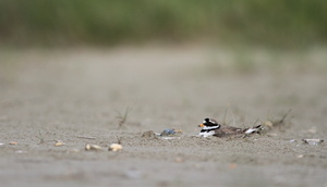 Stor Præstekrave -- En <b>Stor Præstekrave</b> som ruger på den tætbefærdede strand på Fanø, på et sted, hvor både bilkørsel og kørsel med "strandbuggy" er tilladt. Hvert år lykkes det for flere par at få klækket unger under disse forhold, hvilket godt kan undre...