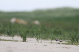 Hvidbrystet Præstekrave -- En ynglende <b>Hvidbrystet Præstekrave</b> på et sandet parti af den kreaturgræssede strandeng Grønningen på det nordlige Fanø. Arten yngler i Danmark i nutiden kun i Vadehavet.