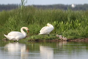 Knopsvanefamilie -- <b>Knopsvane</b>-familieidyl i den nyetablerede Filsø i Vestjylland.