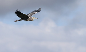 Fiskehejre -- Flyvende <b>Fiskehejre</b>, Han Vejle.
