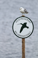Stormmåge -- <b>Stormmåge</b> rastende på reservat-skilt ved Pytodde-lagunen, Holmkær-halvøen.