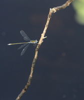 Almindelig Kobbervandnymfe (Lestes sponsa) -- <b>Almindelig Kobbervandnymfe</b> fra et kunstigt opgravet vandhul i Hjardemål Klit.