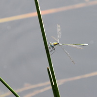 Almindelig Kobbervandnymfe (Lestes sponsa) -- <b>Almindelig Kobbervandnymfe</b> fra et kunstigt opgravet vandhul i Hjardemål Klit.